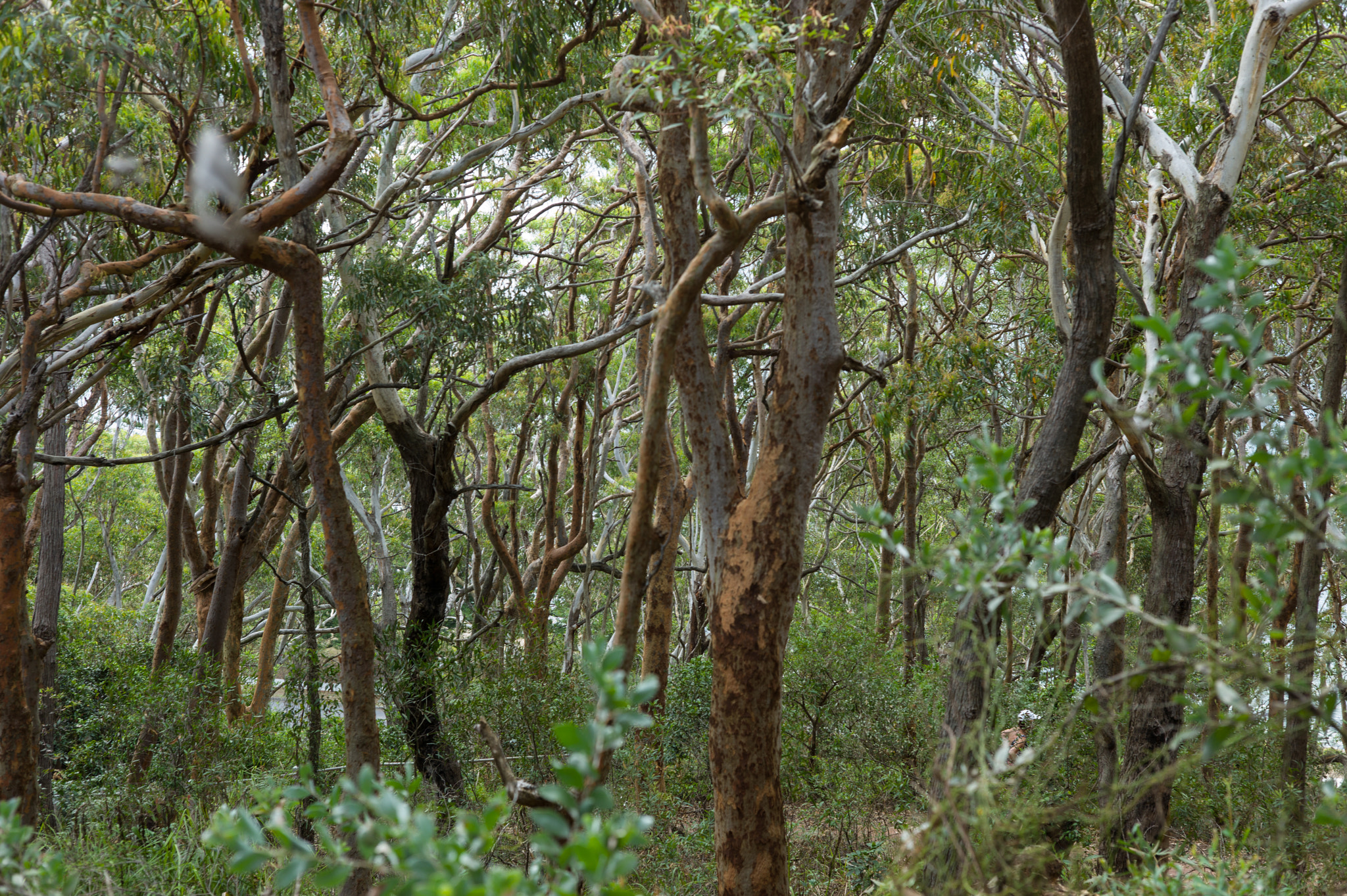 Summicron-M 50mm f/2 (IV, V) sample photo. Tomaree national park photography