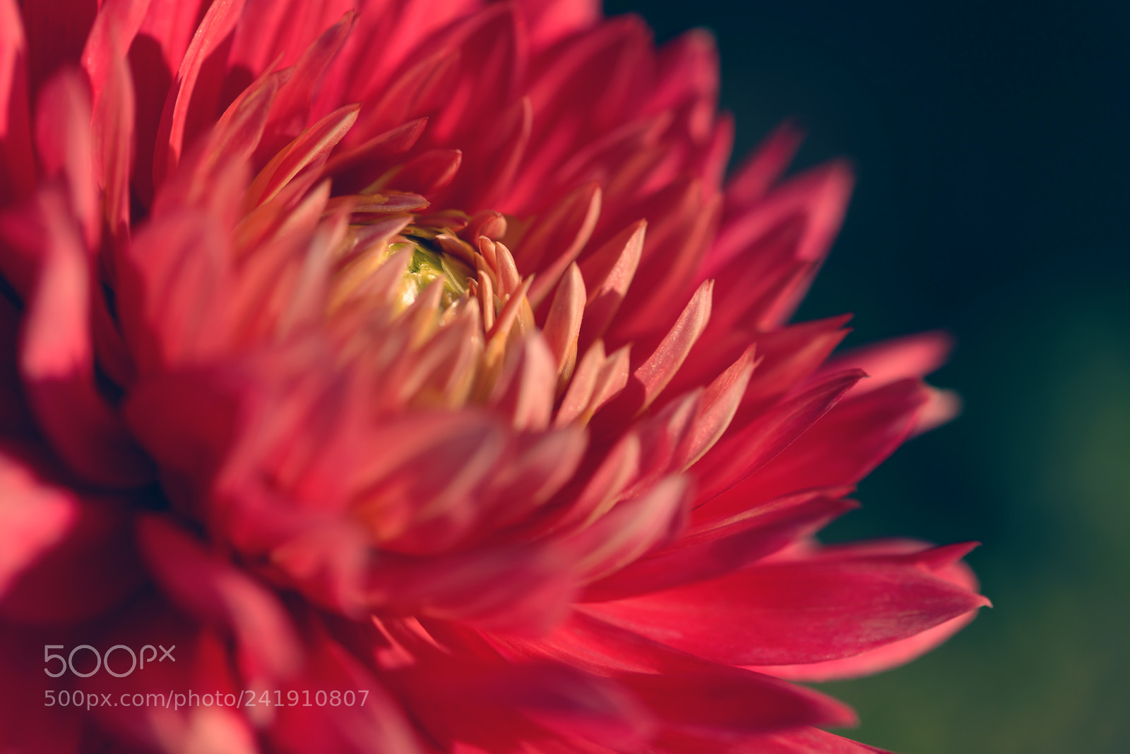 Nikon D800 sample photo. Dahlia flower photography