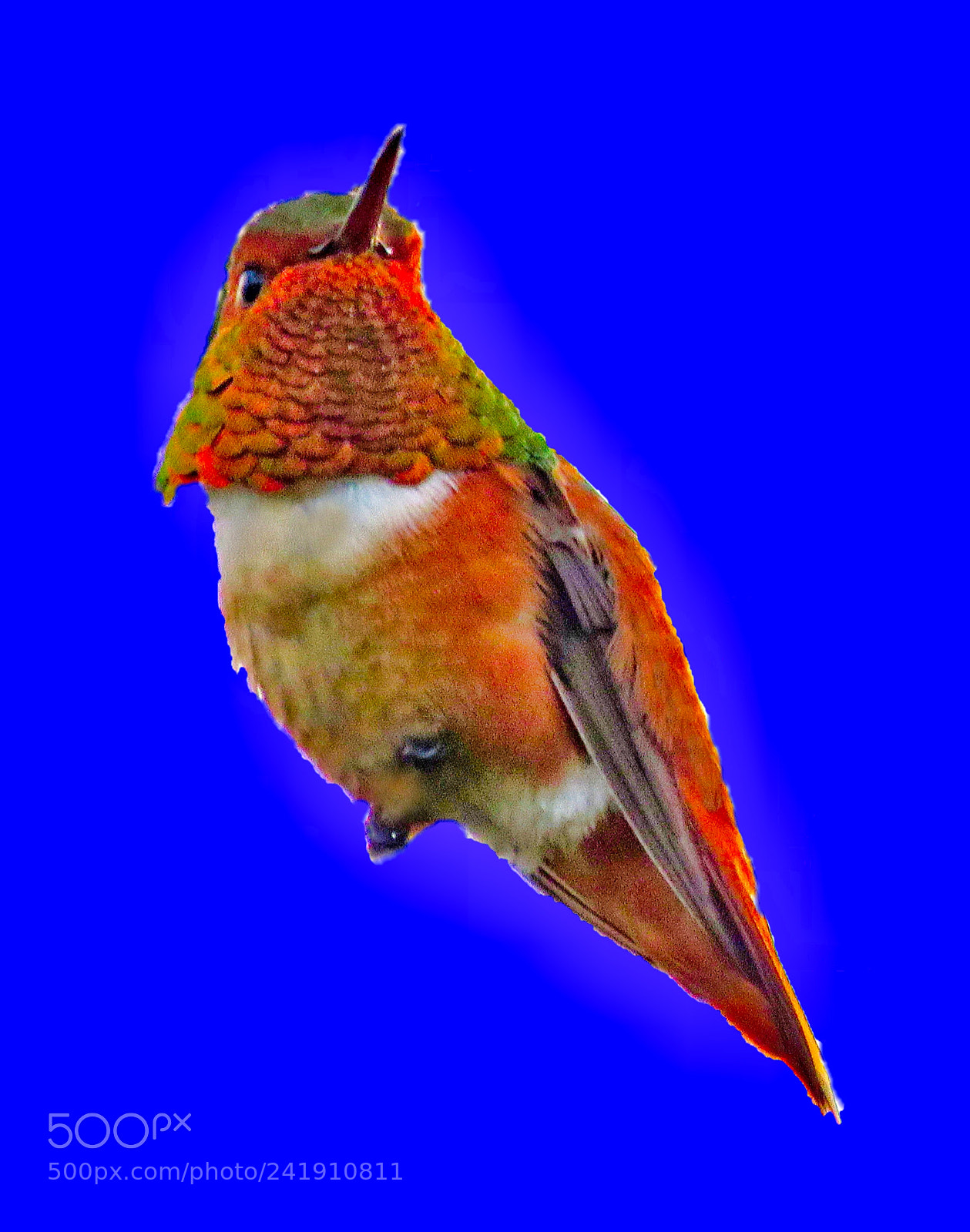 Canon PowerShot SX60 HS sample photo. Hummingbird in blue background photography