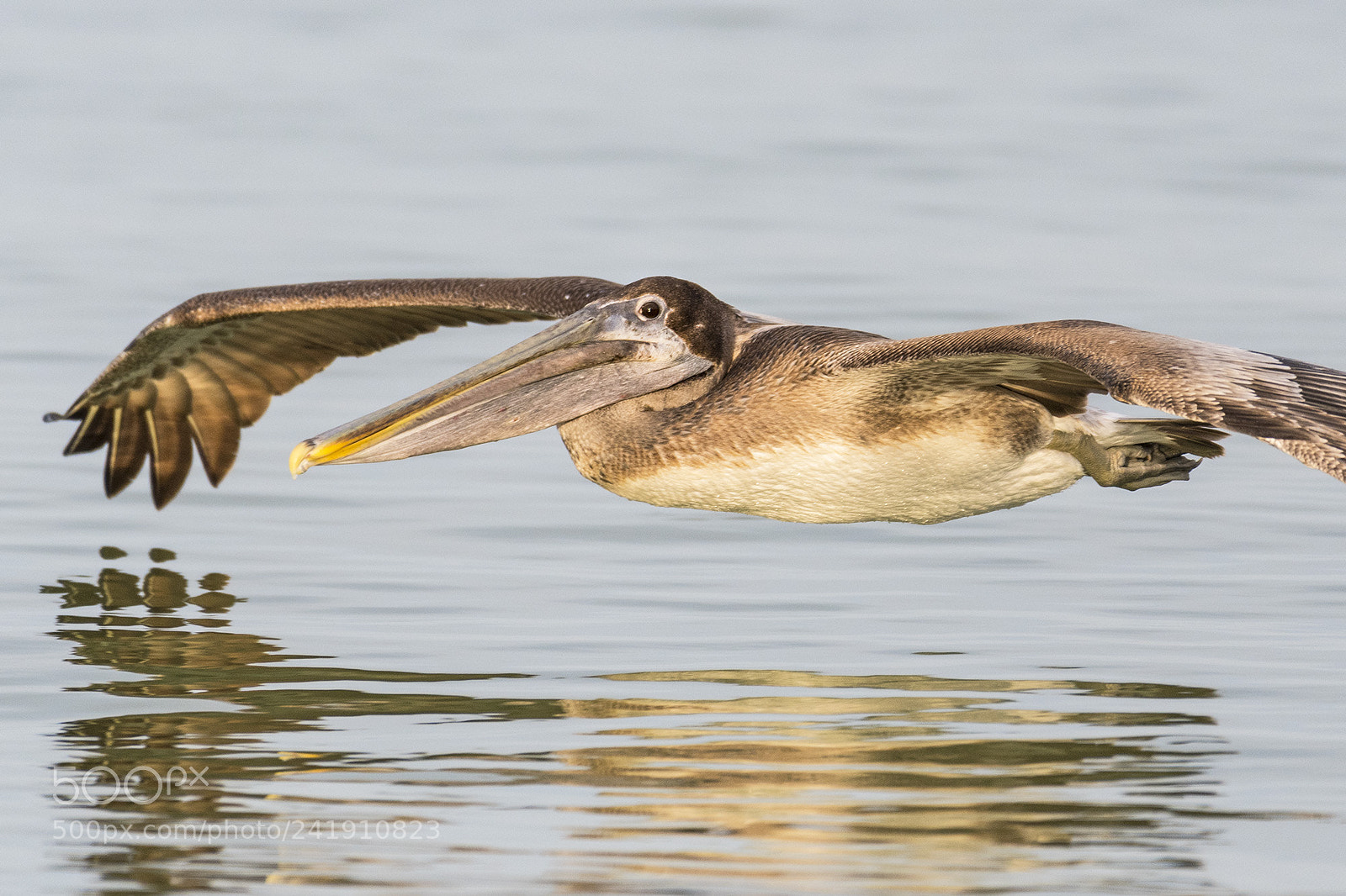 Nikon D500 sample photo. Pelican gliding, delnor wiggins photography