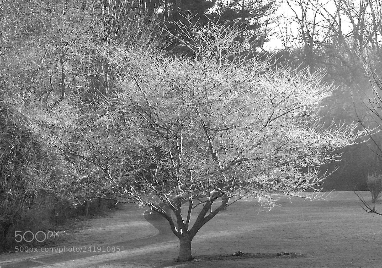 Samsung Galaxy S5 sample photo. Icy morning photography