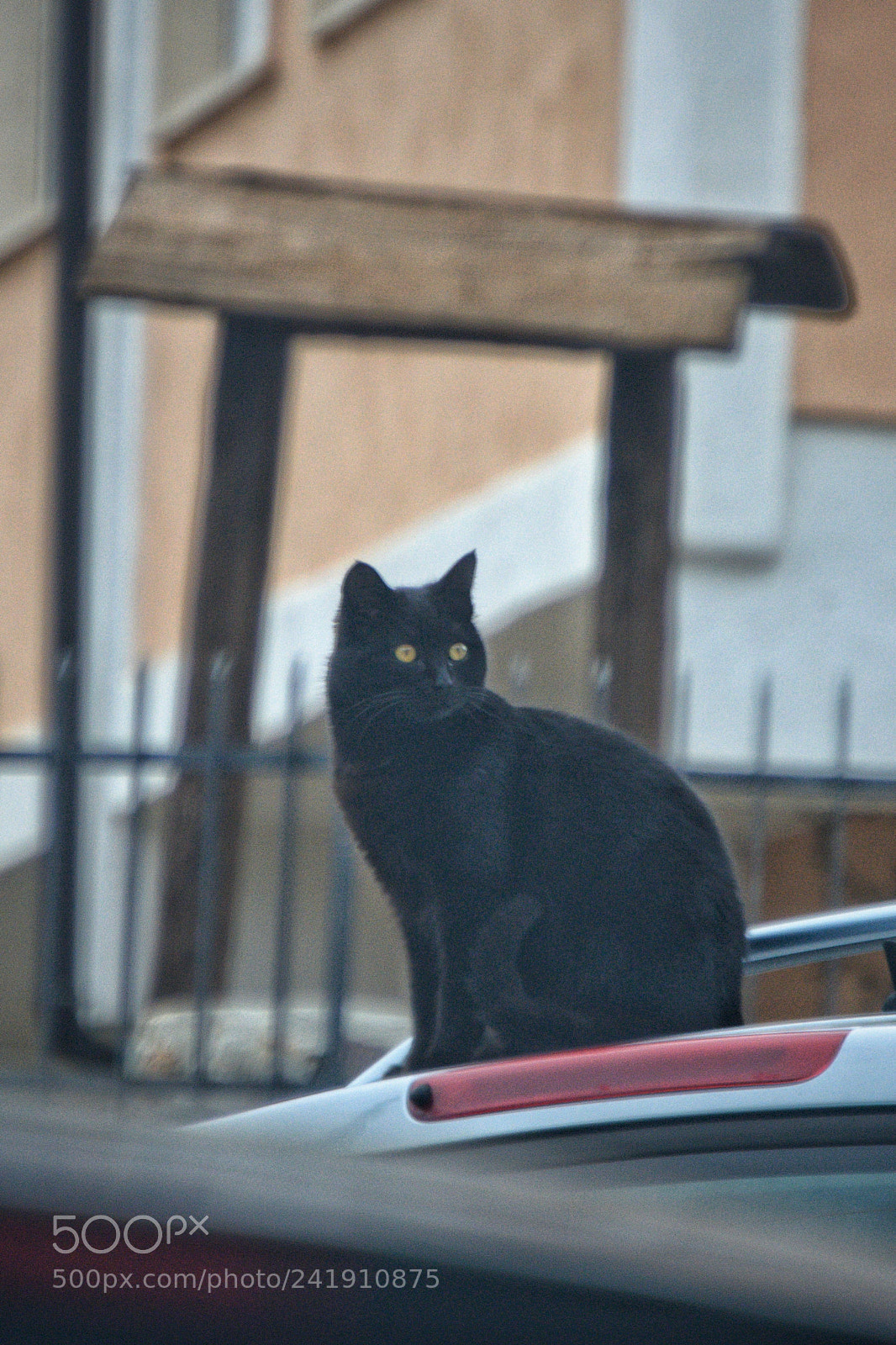 Nikon D7200 sample photo. Manuela black cat buon photography