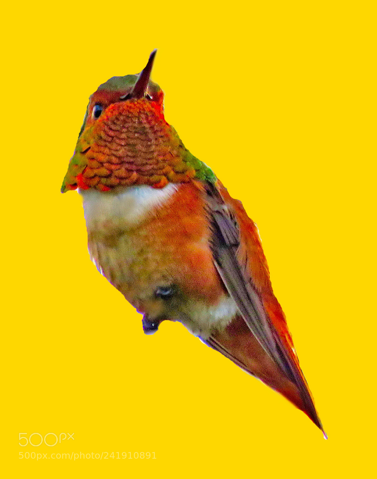 Canon PowerShot SX60 HS sample photo. Hummingbird in a sunny photography