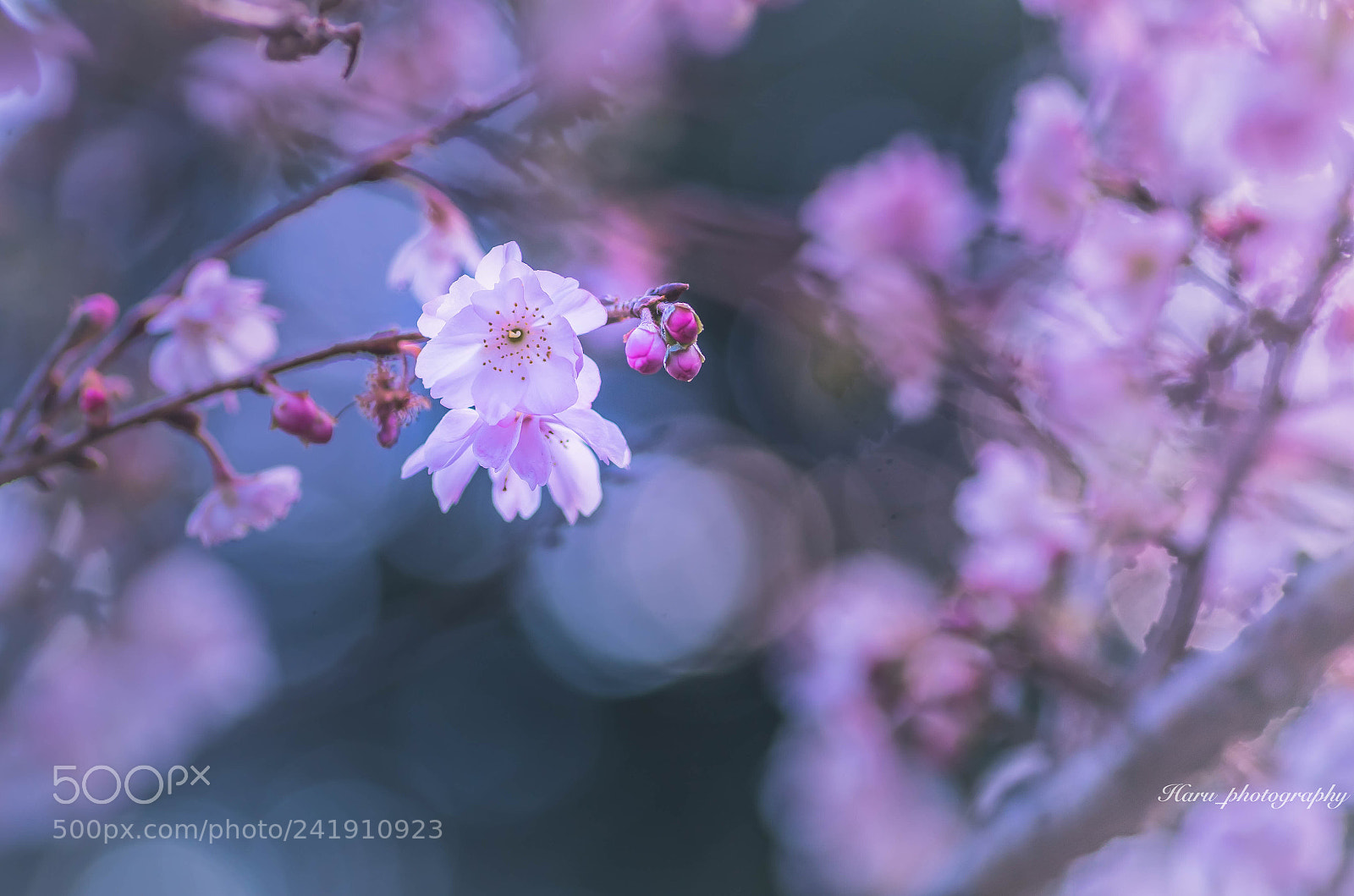 Pentax K-50 sample photo. Untitled photography
