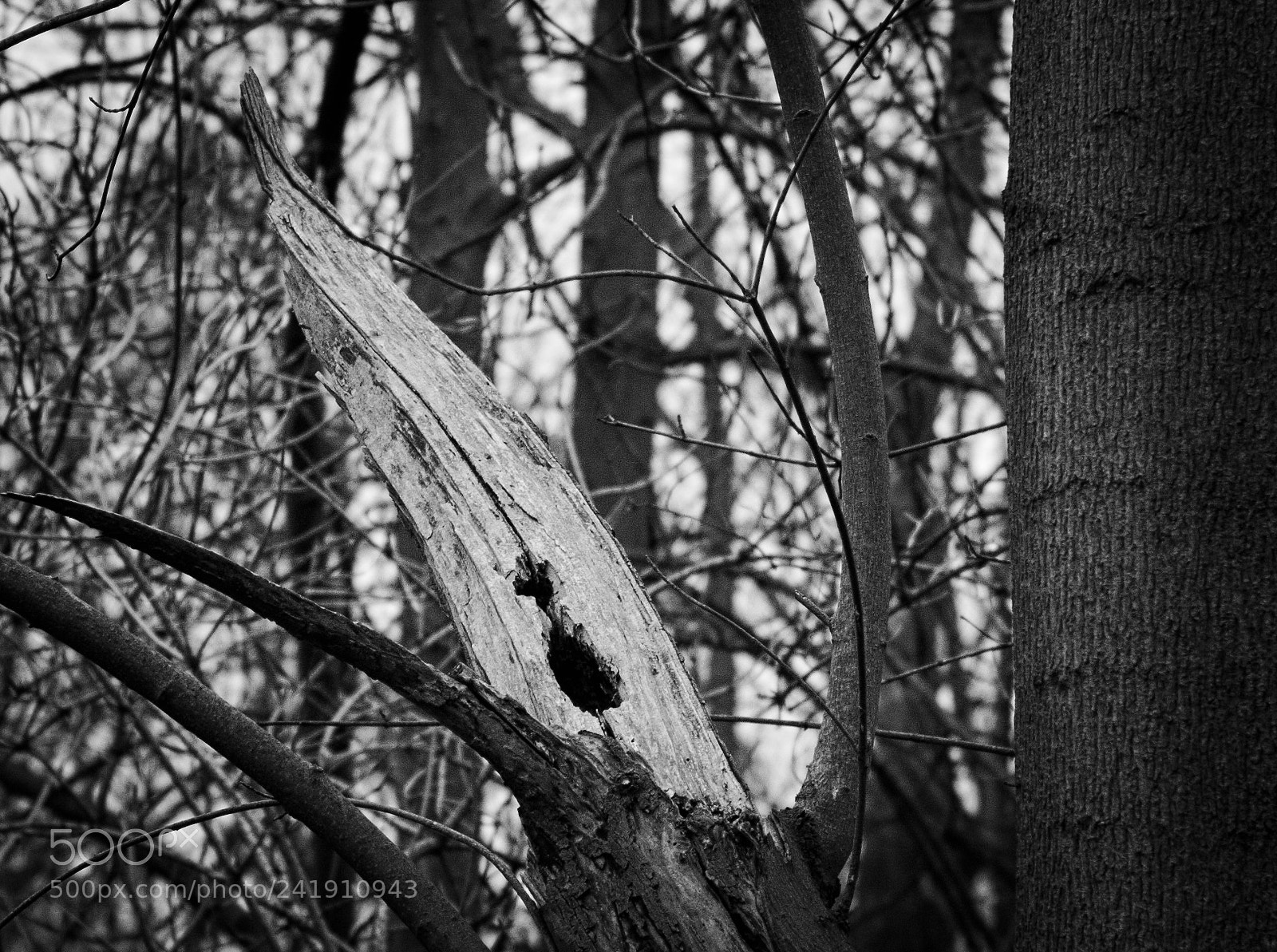 Canon EOS 60D + Canon EF 50mm F1.8 II sample photo. Vogelhaus photography
