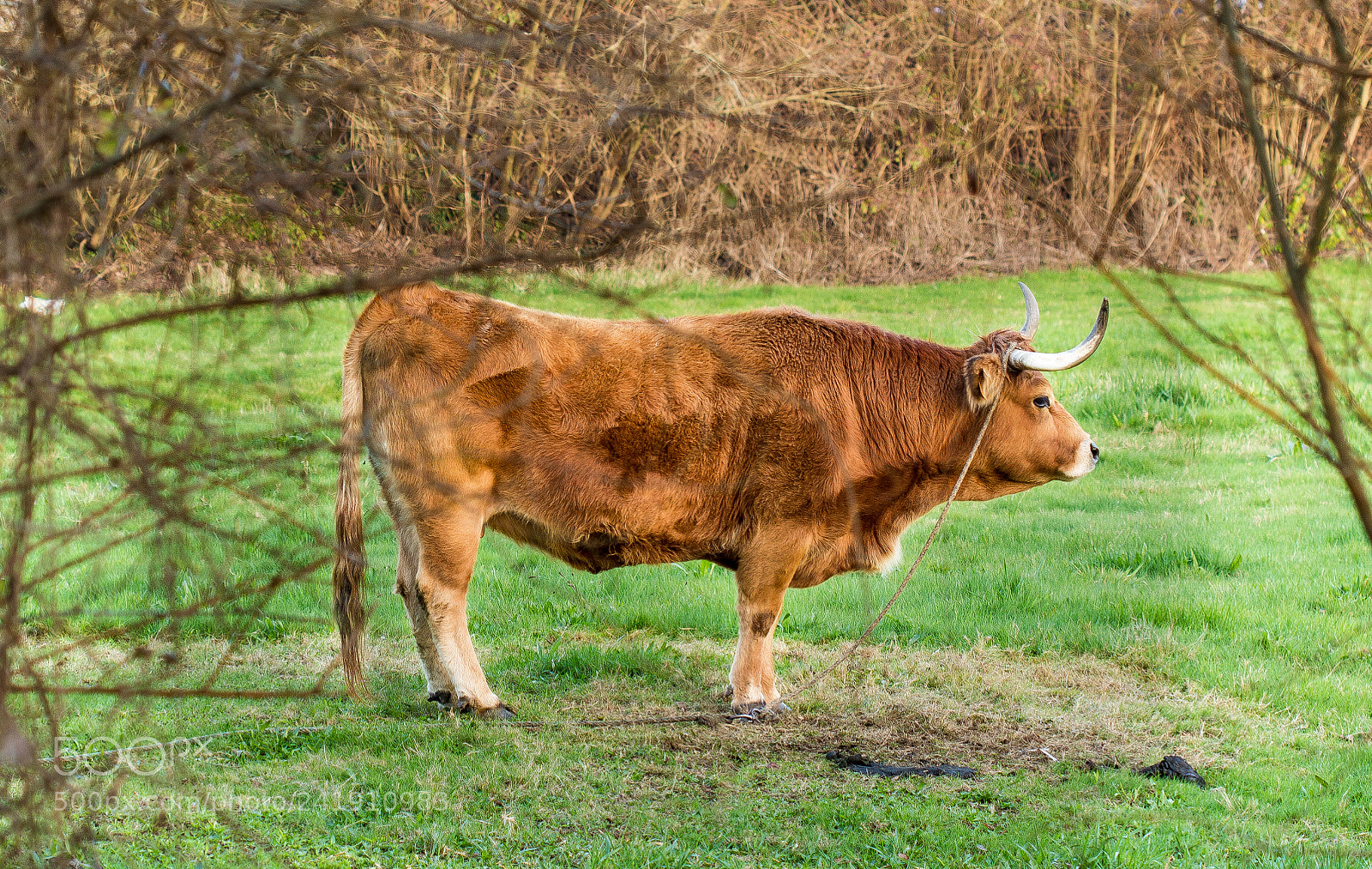 Canon EOS 1200D (EOS Rebel T5 / EOS Kiss X70 / EOS Hi) sample photo. Cow photography