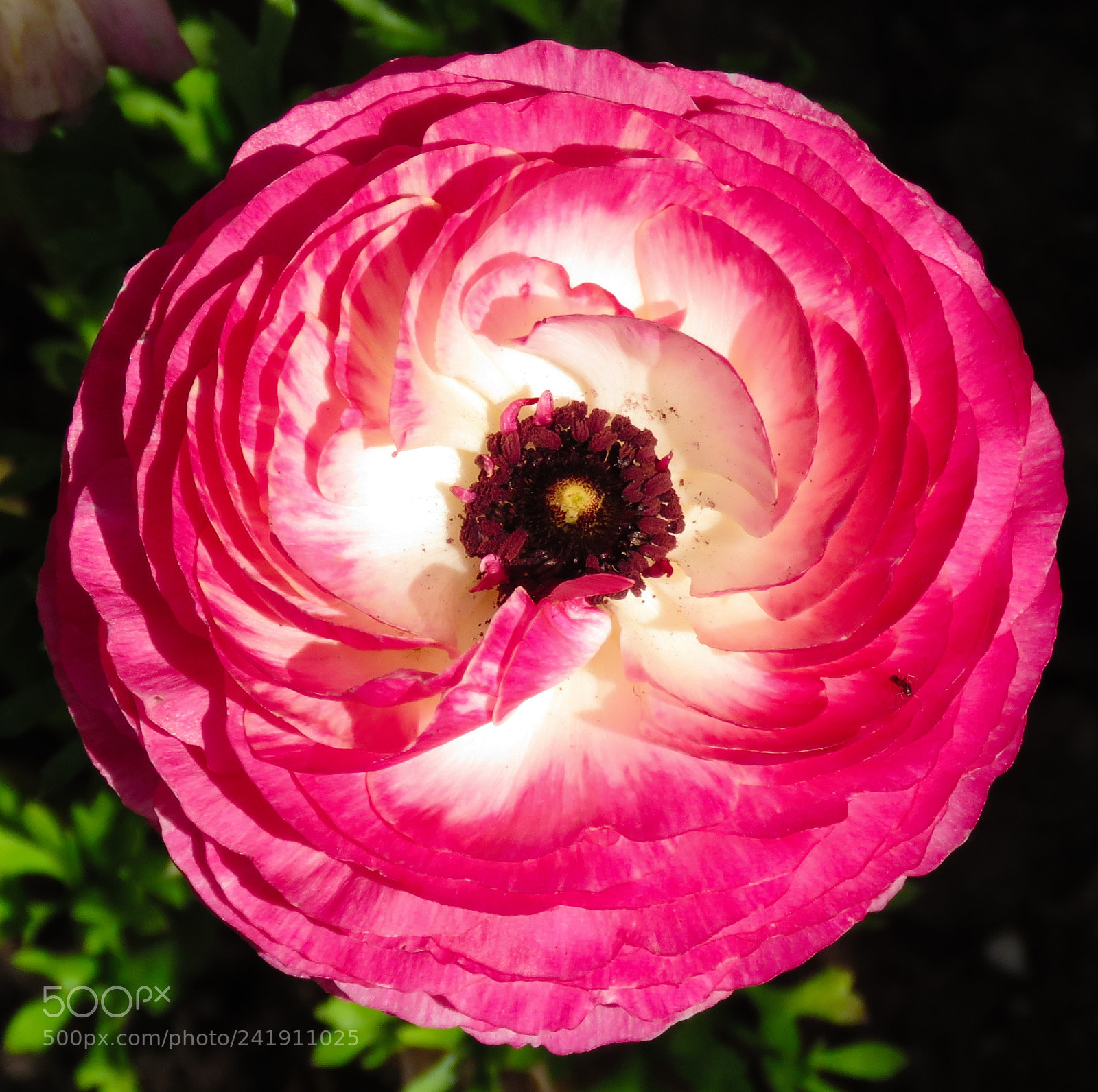 Canon PowerShot SX60 HS sample photo. A pink carnation flower photography