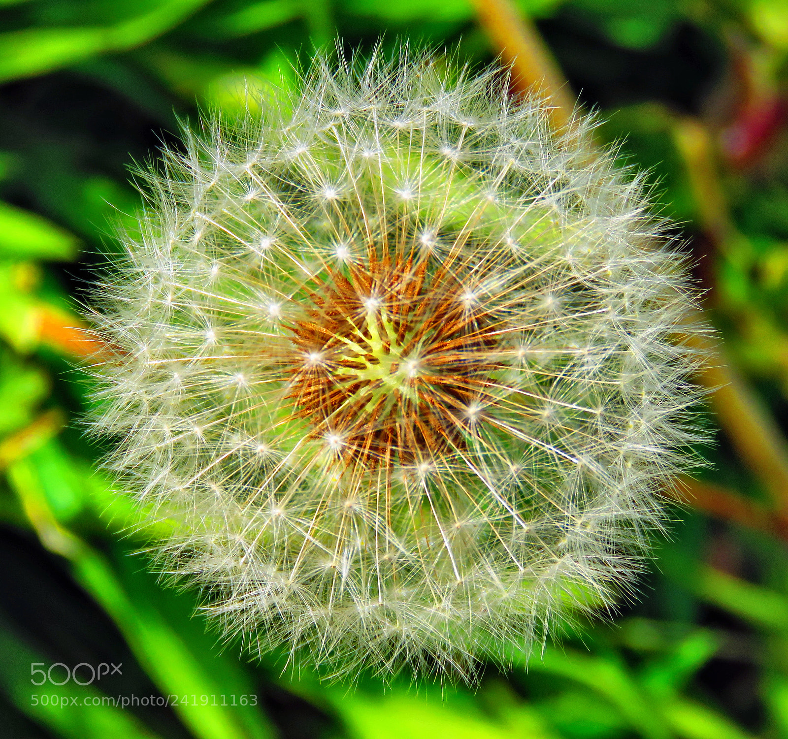 Canon PowerShot SX60 HS sample photo. A white puffball flower photography