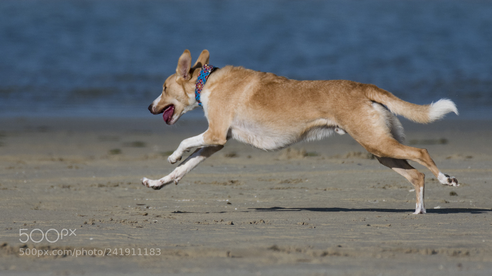 Nikon D500 sample photo. Happy on the beach photography