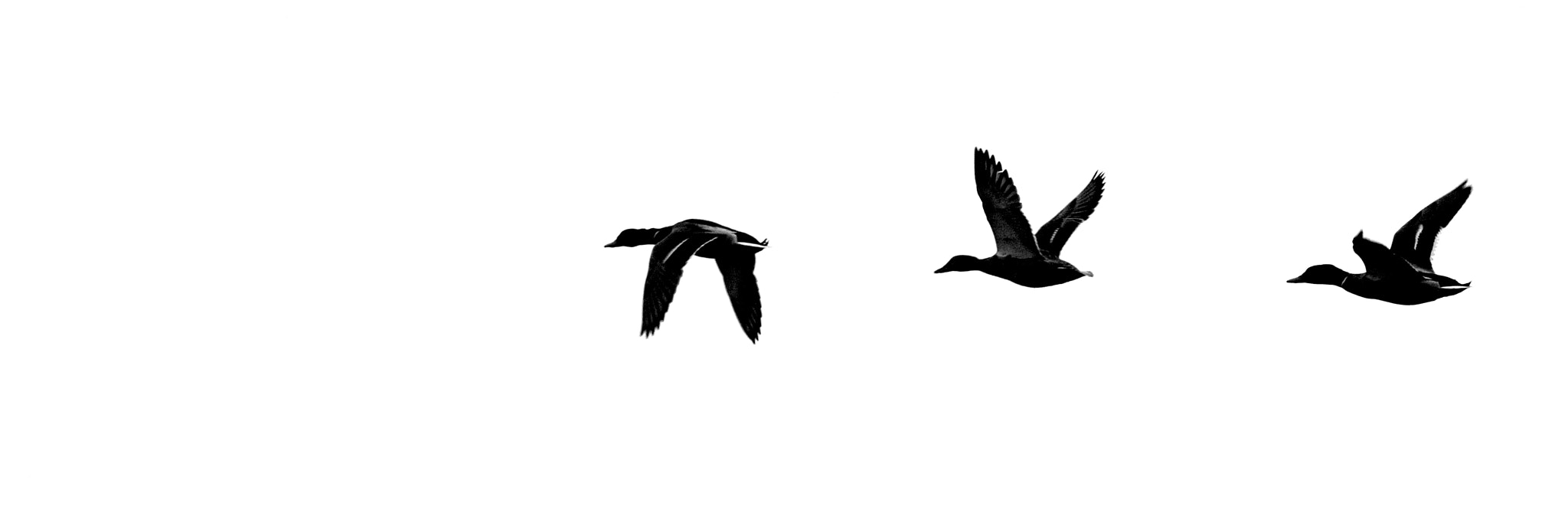 Sigma 150-600mm F5-6.3 DG OS HSM | C sample photo. Duck shapes in line photography