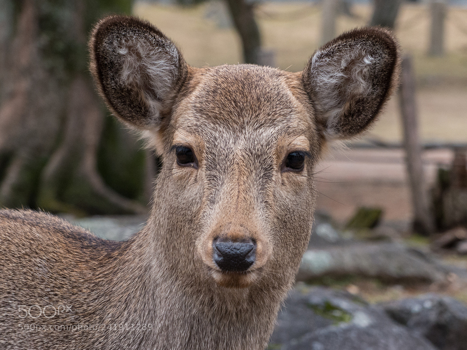 Panasonic Lumix DMC-FZ200 sample photo. Nara deer photography