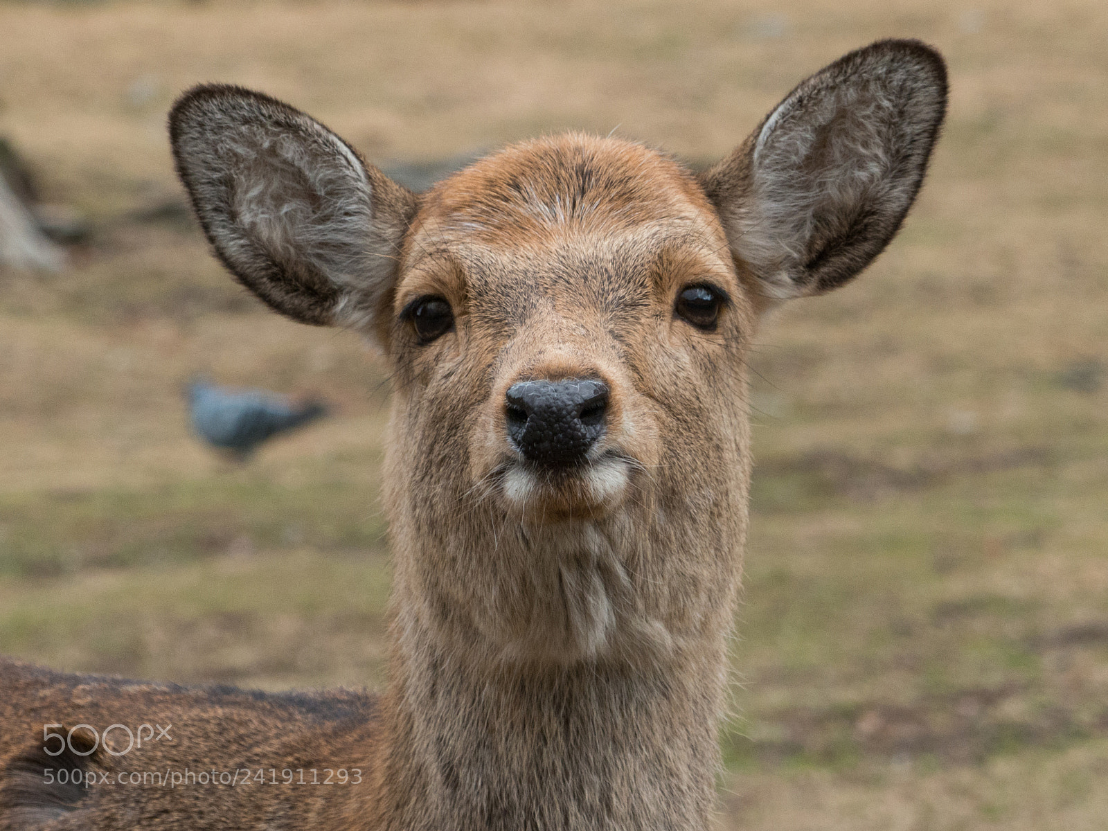 Panasonic Lumix DMC-FZ200 sample photo. Nara deer photography