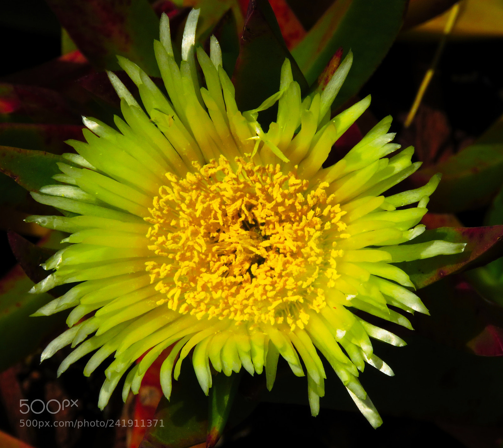 Canon PowerShot SX60 HS sample photo. A yellow dandelion flower photography