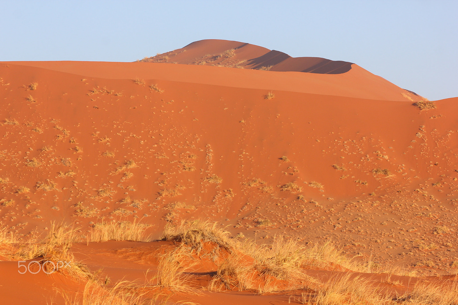 Canon EOS 550D (EOS Rebel T2i / EOS Kiss X4) sample photo. Dunes grass is taking over photography