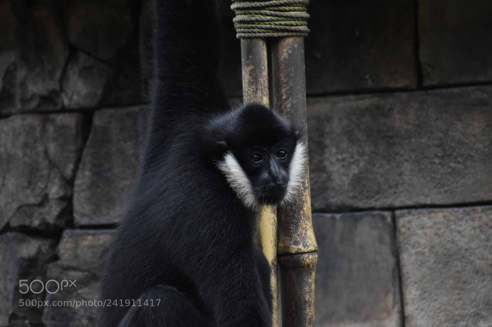 Nikon D5600 sample photo. Gibbon primate, located in photography