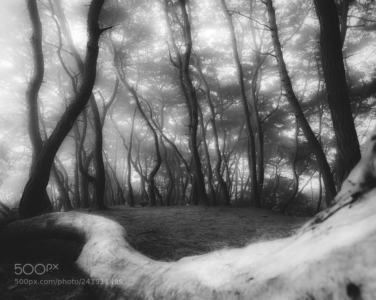 Nikon D810 sample photo. The trees photography