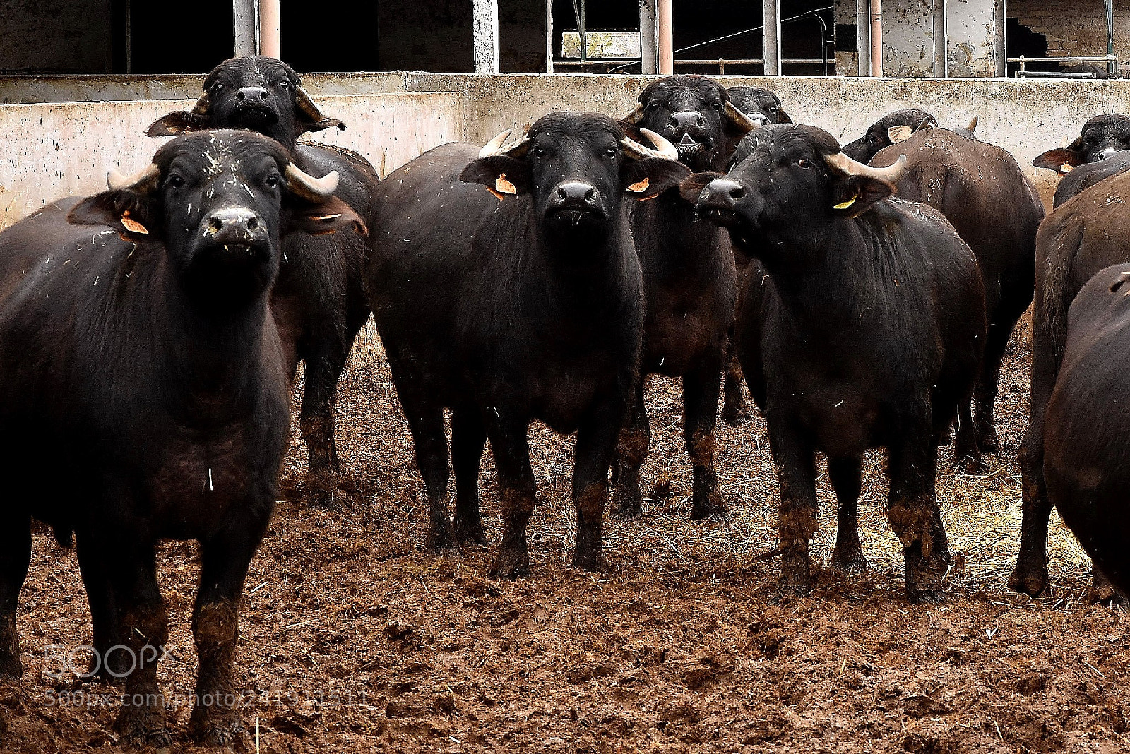 Nikon D4S sample photo. Buffalo ... curious photography