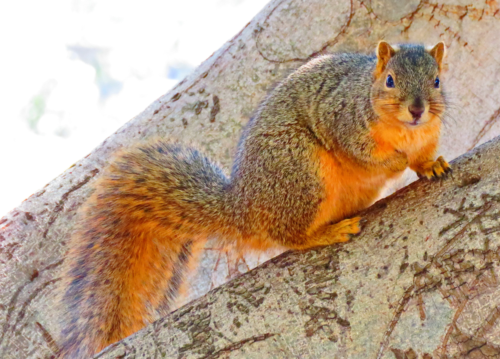 Canon PowerShot SX60 HS + 3.8 - 247.0 mm sample photo. Squirrel looking at you from a tree photography