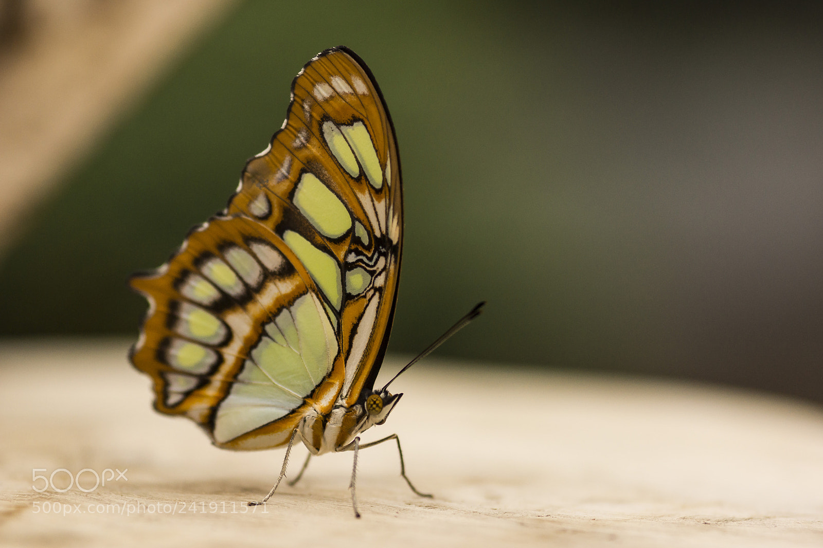 Sony SLT-A77 sample photo. Malachitfalter photography