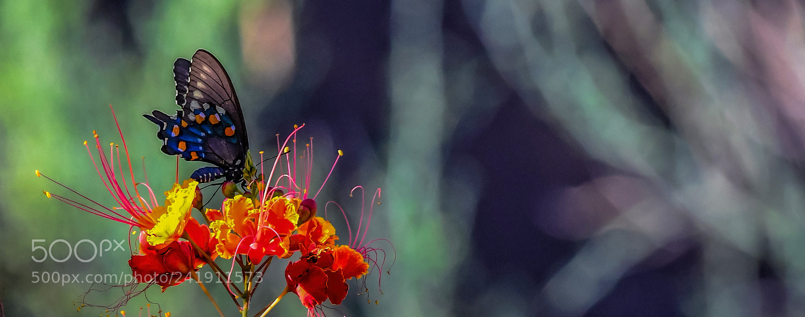 Nikon D5 sample photo. The butterfly ballet photography