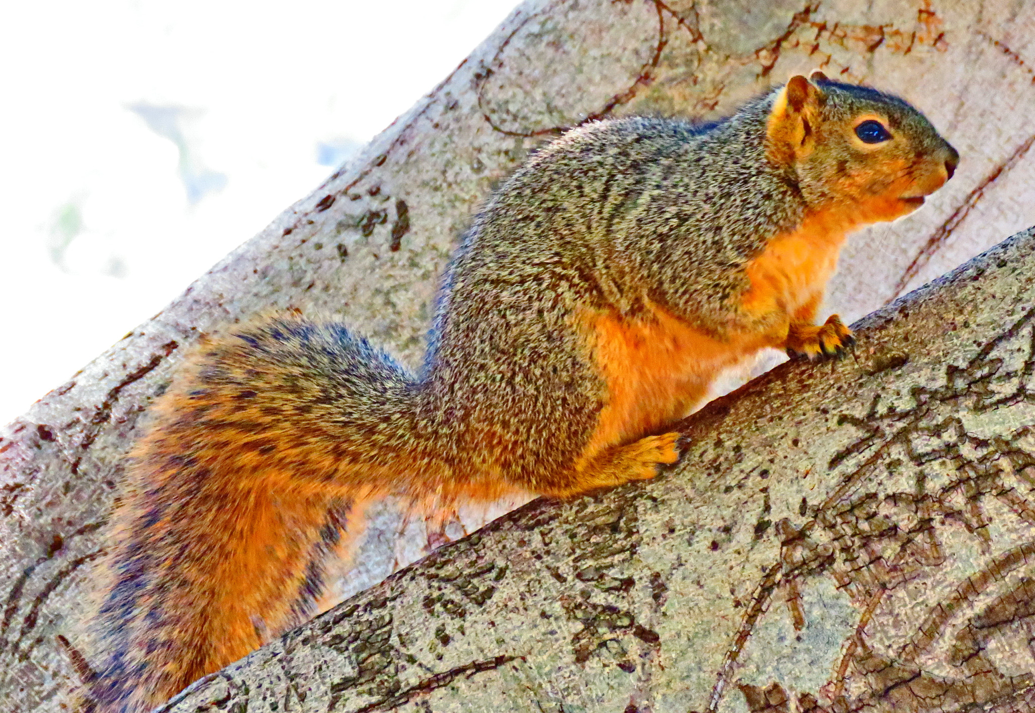 Canon PowerShot SX60 HS + 3.8 - 247.0 mm sample photo. Squirrel on a tree two photography