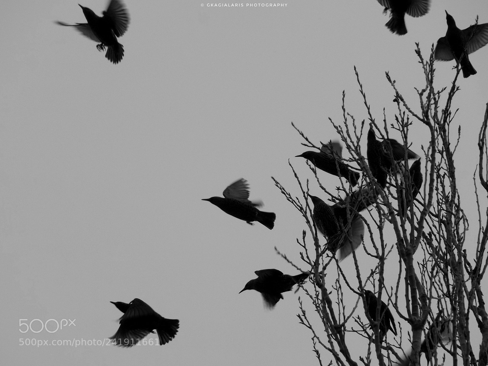 Nikon COOLPIX L330 sample photo. Birds..... photography