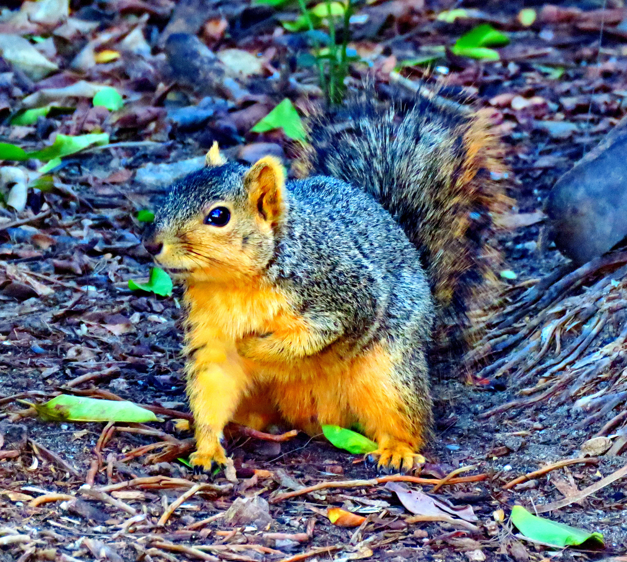 Canon PowerShot SX60 HS + 3.8 - 247.0 mm sample photo. Squirrel looking at you photography