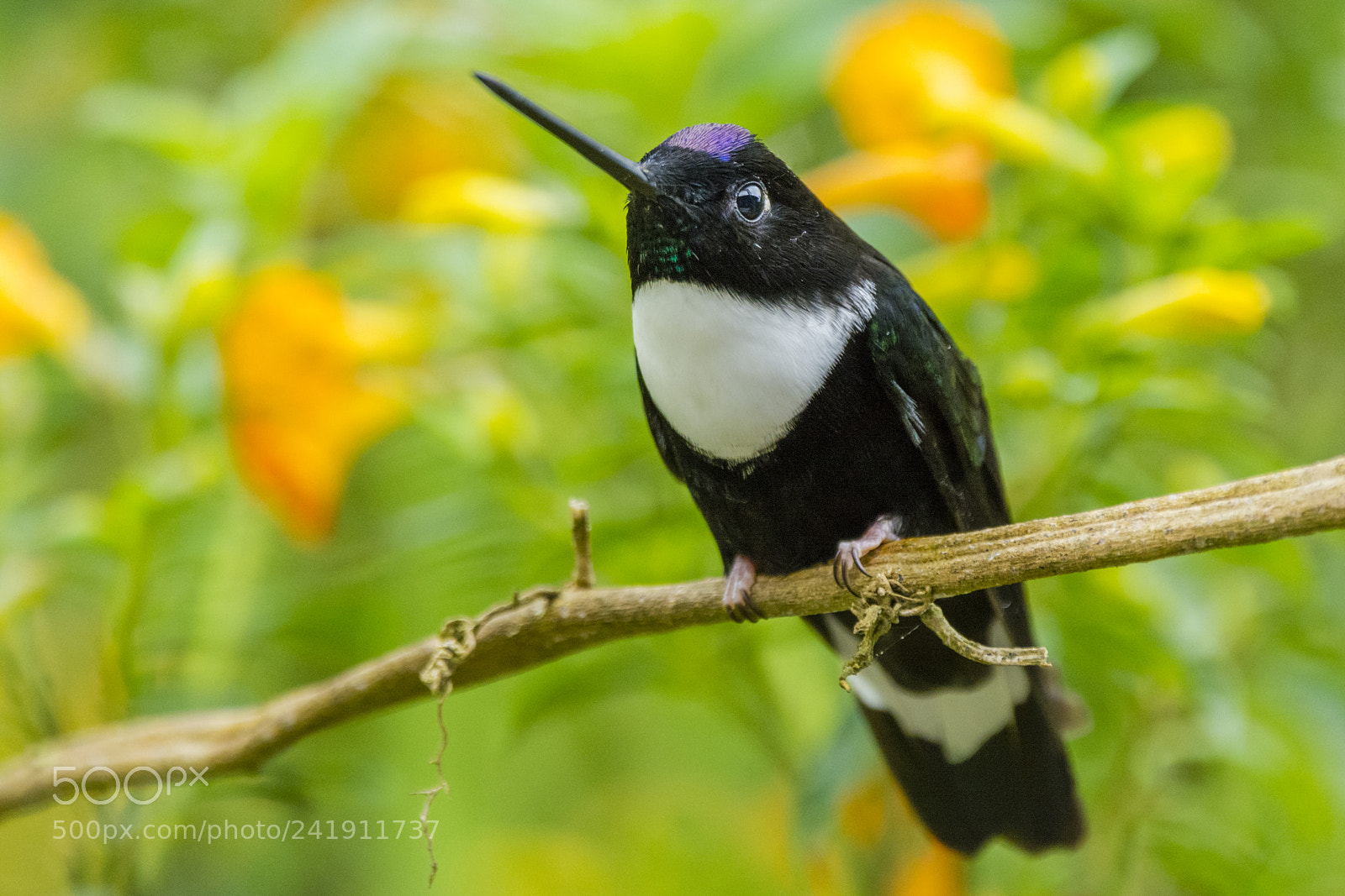 Nikon D7100 sample photo. Collared inca ♂ photography