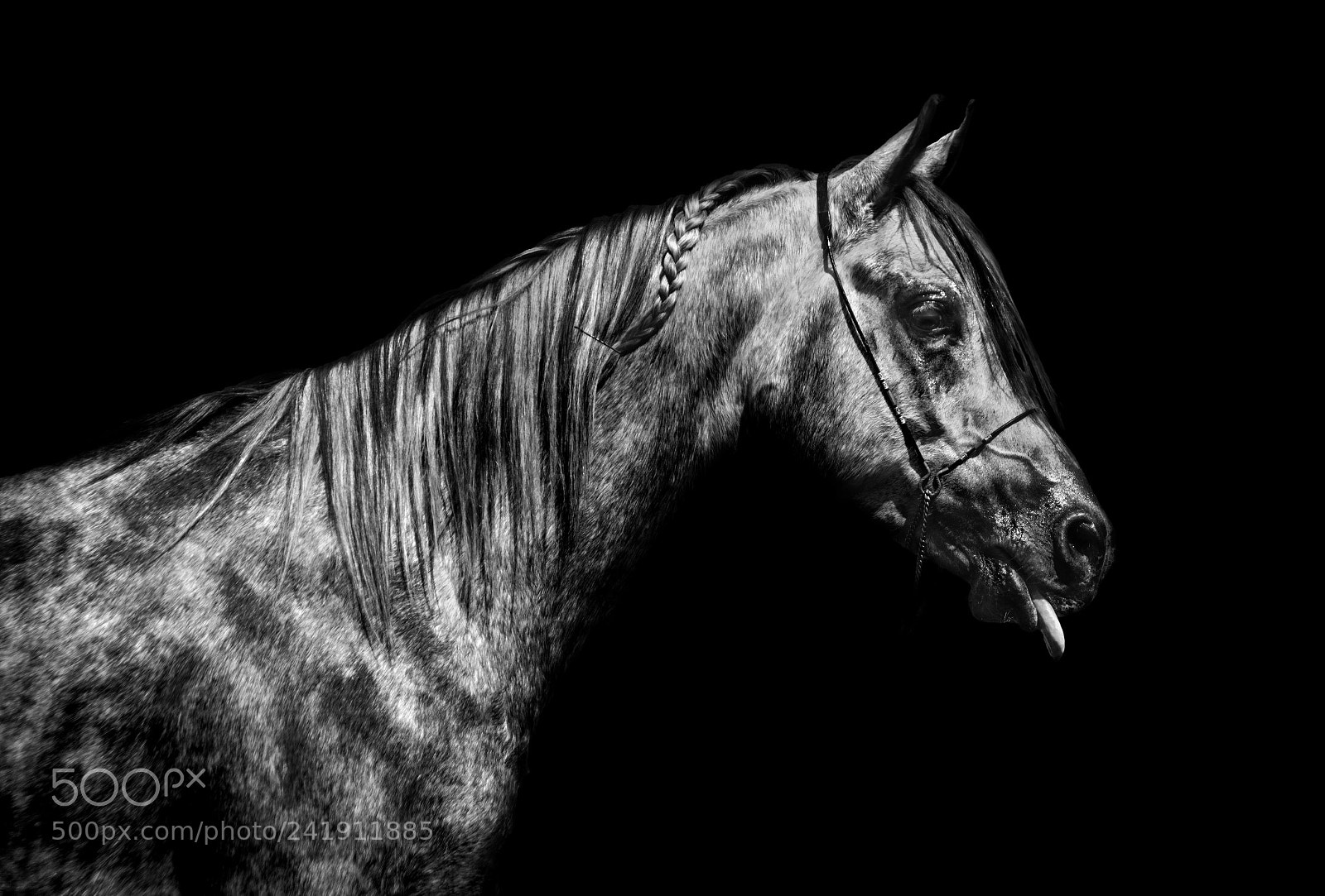 Sony SLT-A58 sample photo. Horse photography