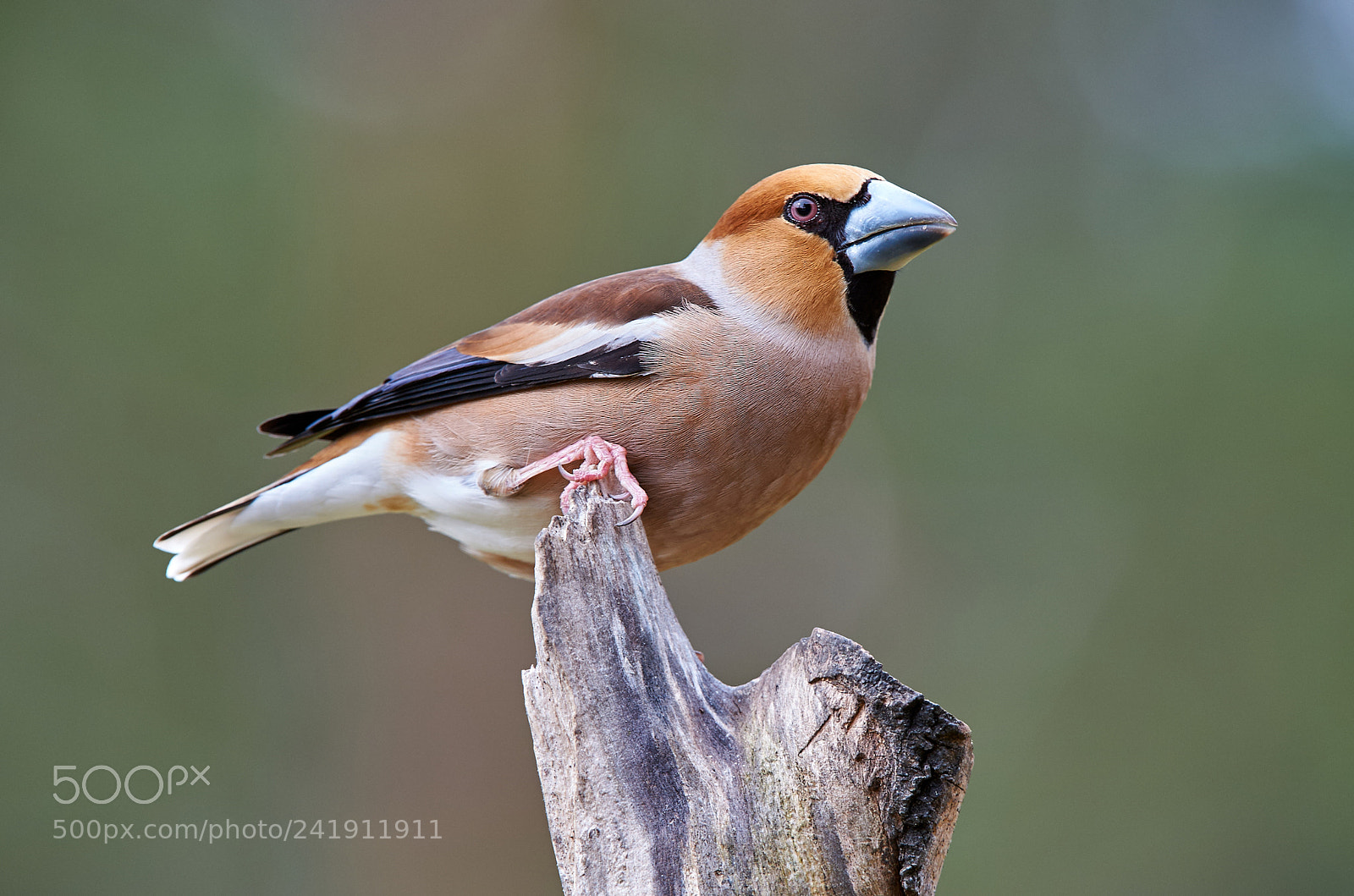 Nikon D3S sample photo. Hawfinch photography
