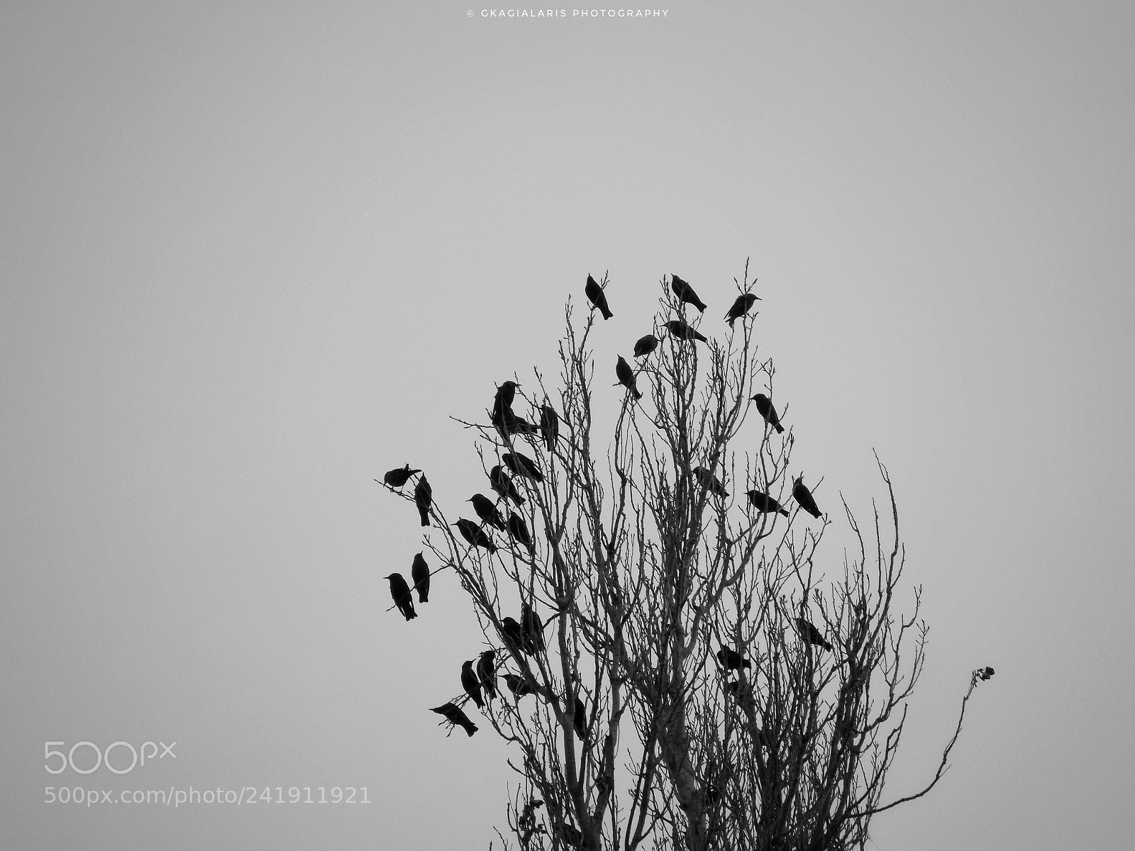 Nikon COOLPIX L330 sample photo. Birds.... photography