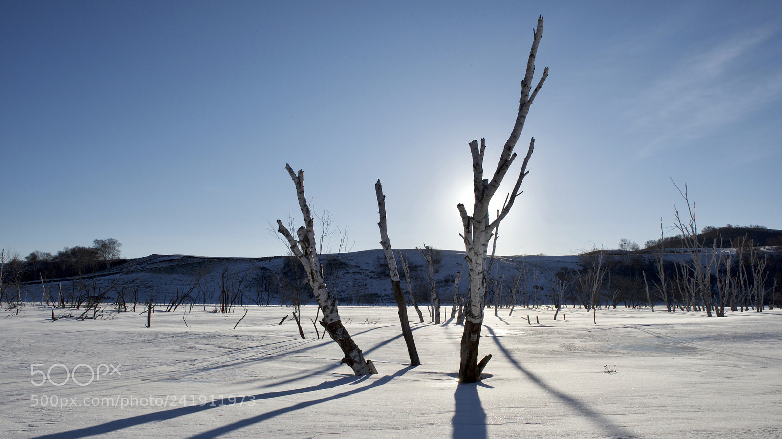 Nikon D800 sample photo. Bare trees on frozen photography