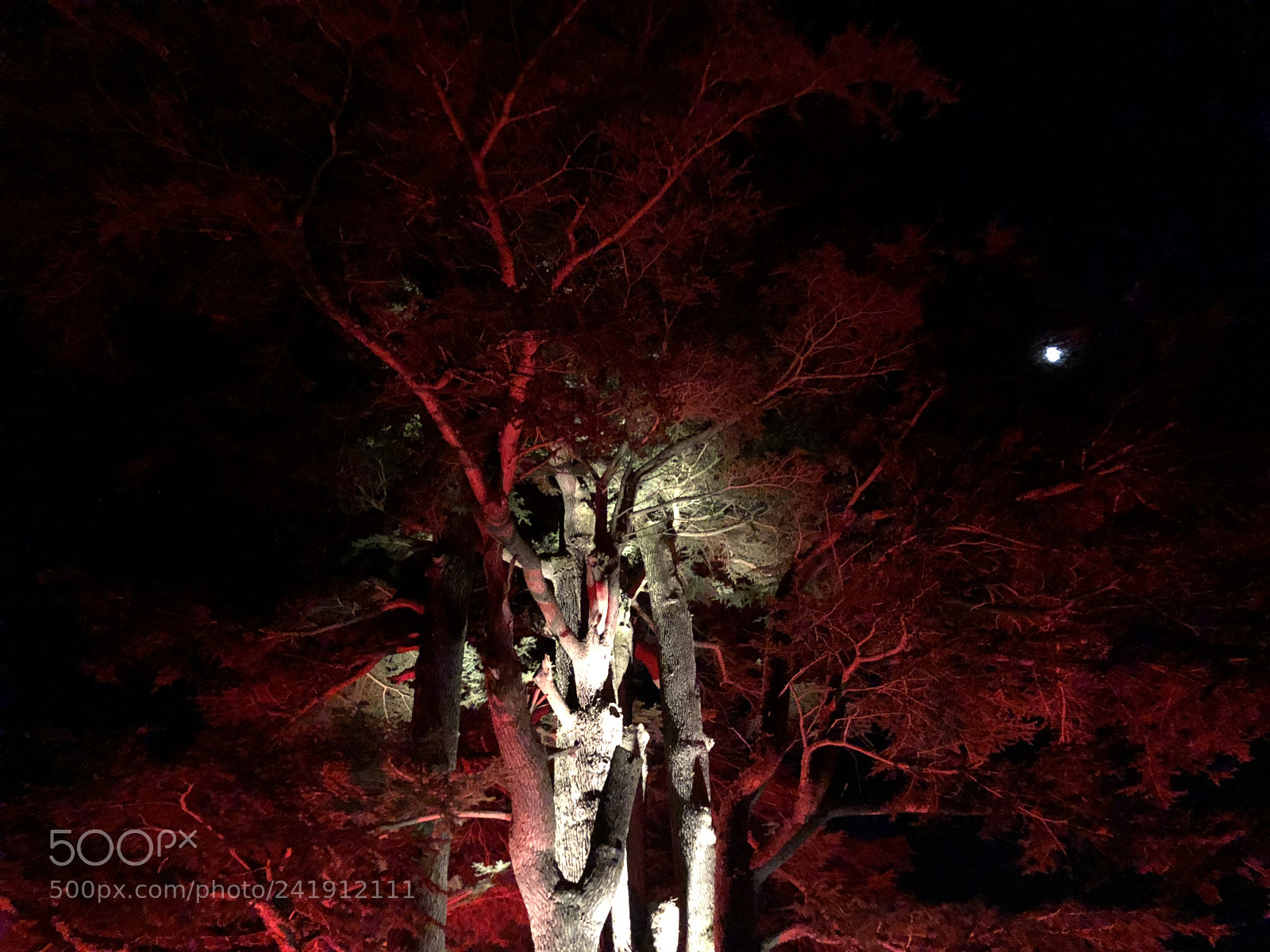 Apple iPhone X sample photo. Img photography