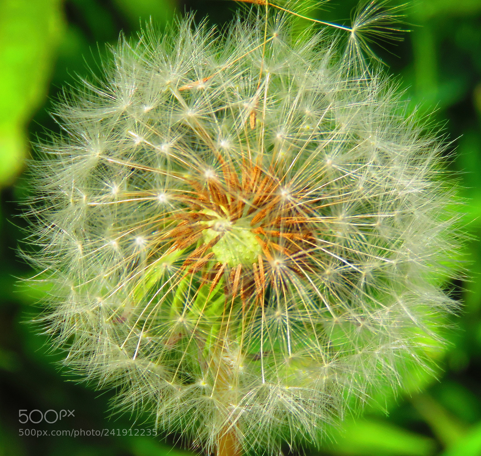 Canon PowerShot SX60 HS sample photo. A white puffball flower photography