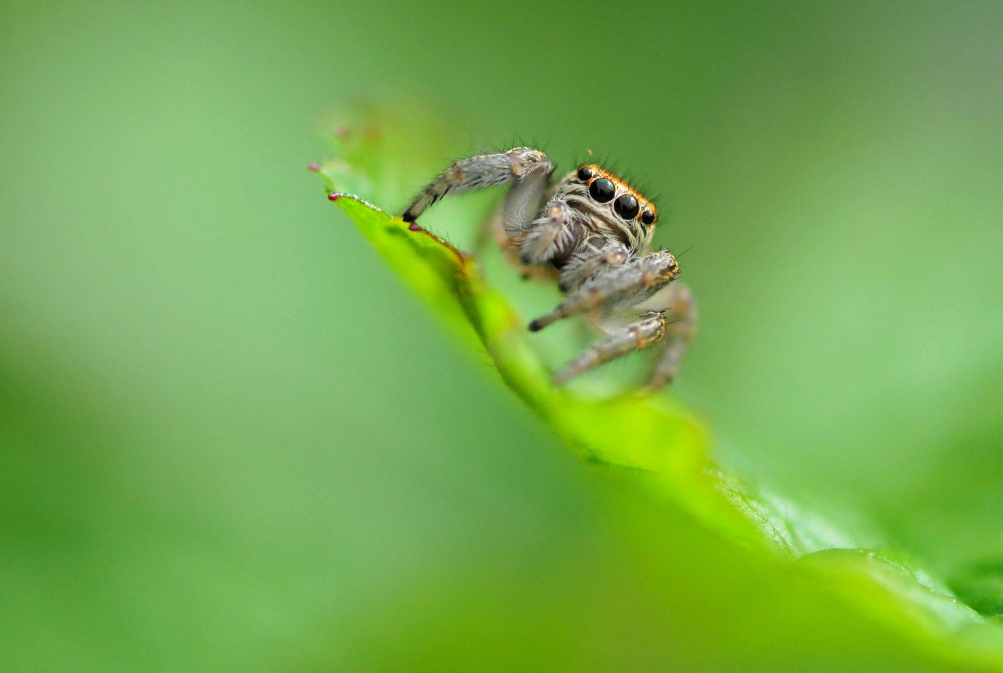 Nikon D300 + Sigma 105mm F2.8 EX DG Macro sample photo. Spider photography