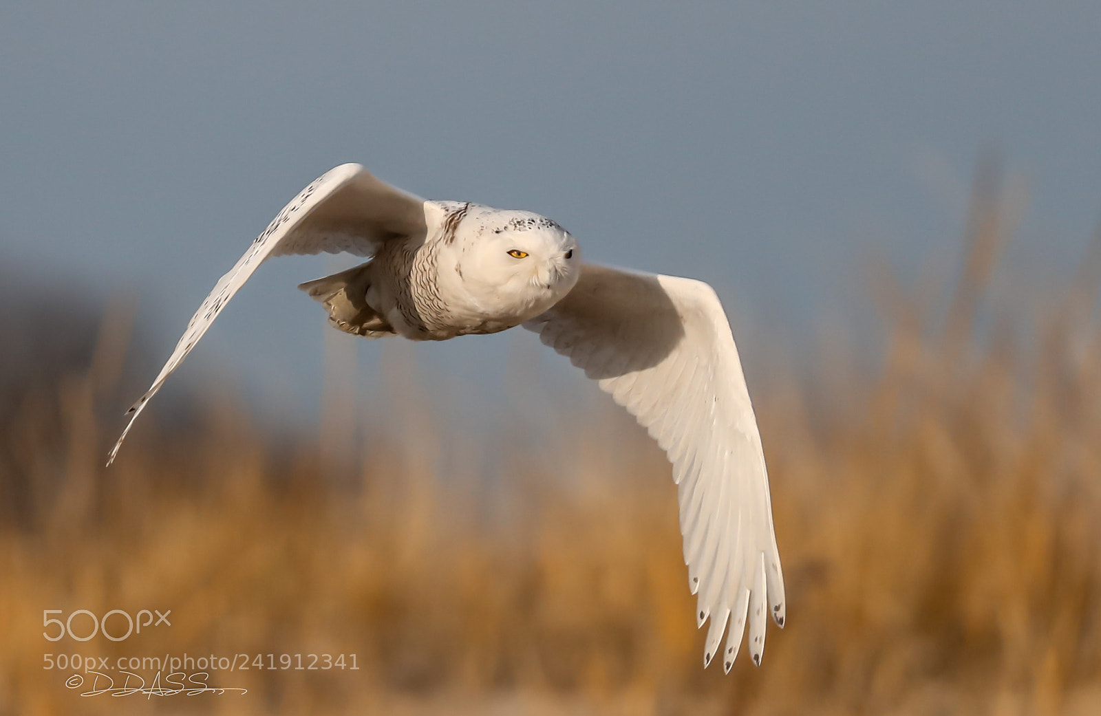 Canon EOS-1D X Mark II sample photo. Snowy owl !!! photography