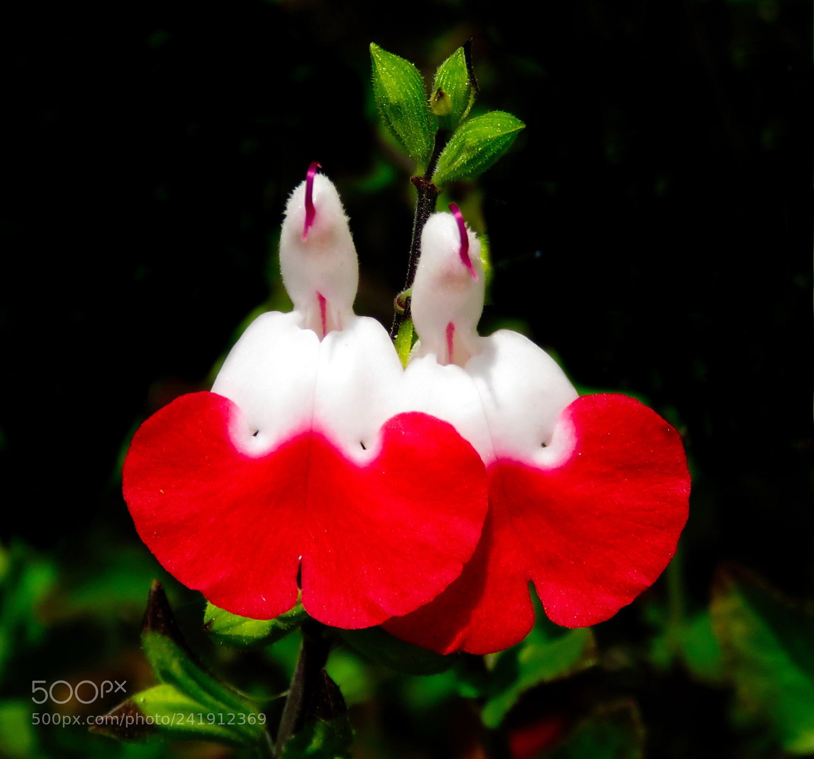 Canon PowerShot SX60 HS sample photo. Red heart flowers photography