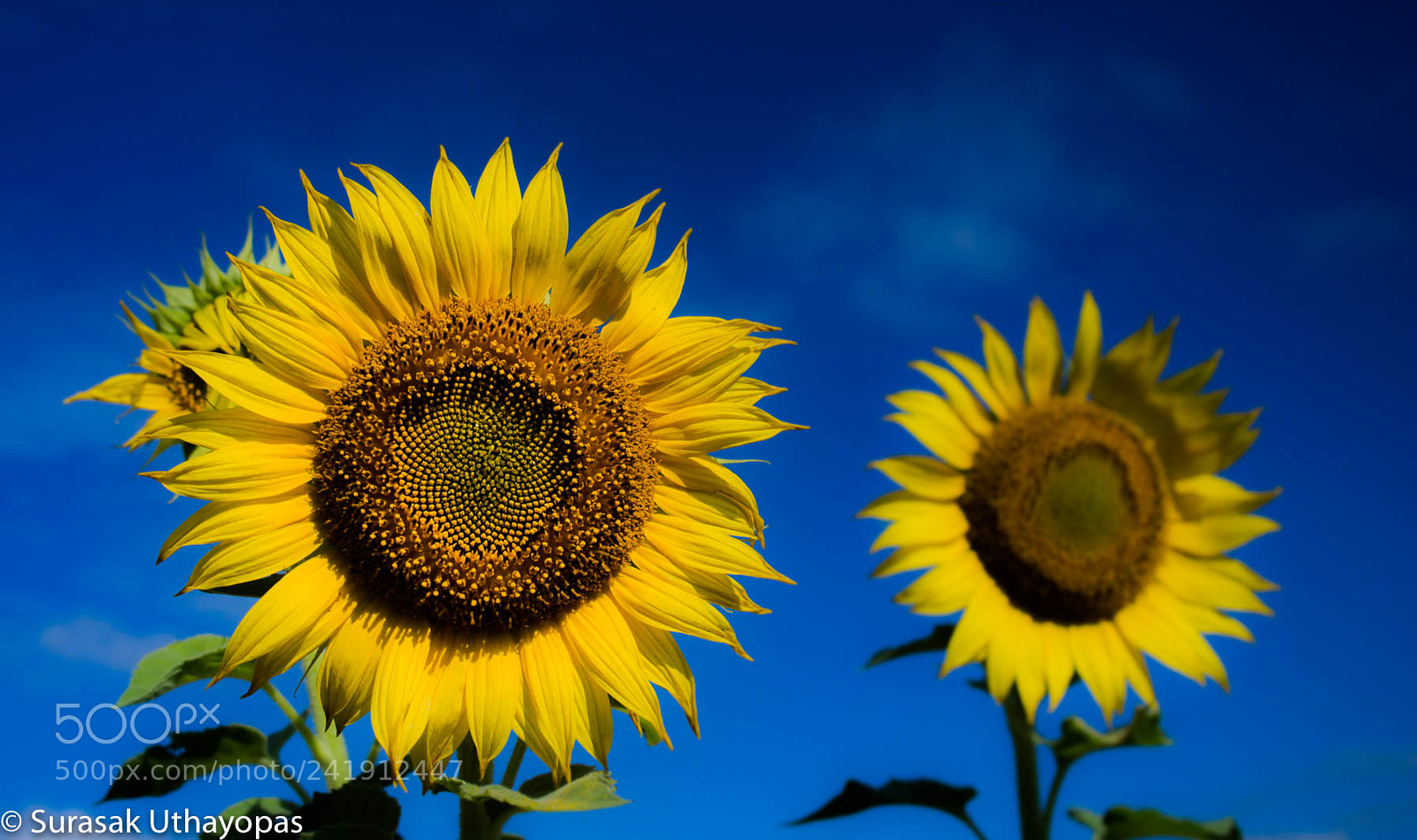 Olympus OM-D E-M5 sample photo. Sun flower photography
