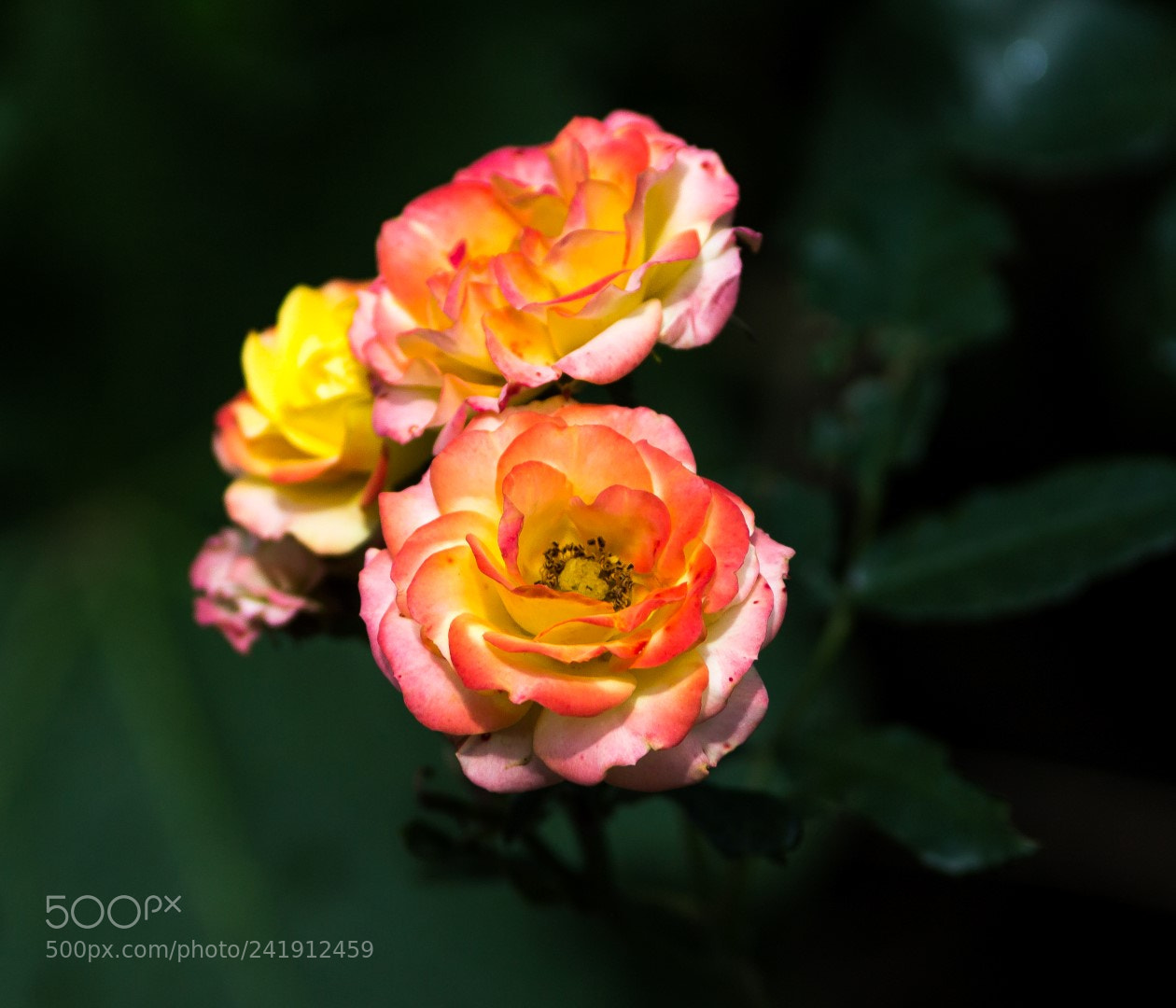 Canon EOS 1200D (EOS Rebel T5 / EOS Kiss X70 / EOS Hi) sample photo. Rose photography