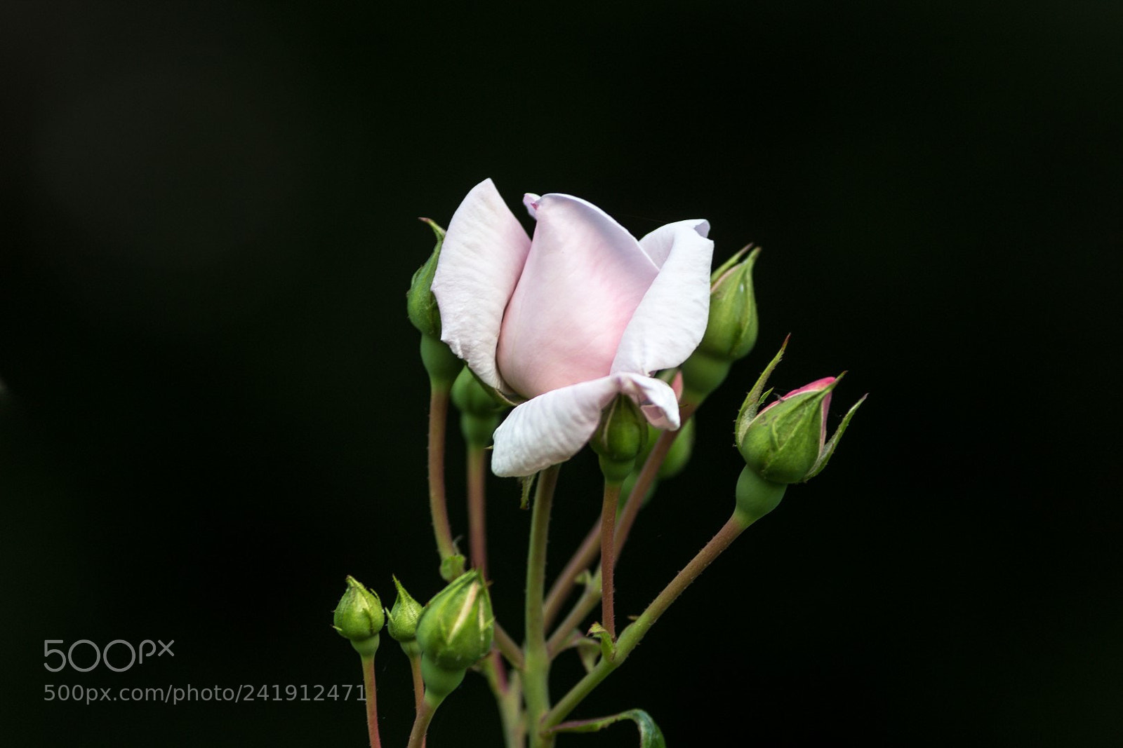 Canon EOS 1200D (EOS Rebel T5 / EOS Kiss X70 / EOS Hi) sample photo. Rose photography
