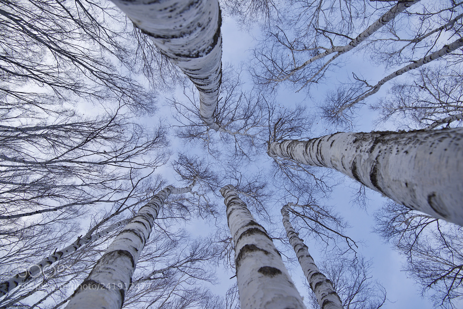 Nikon D800 sample photo. Winter forest sky photography