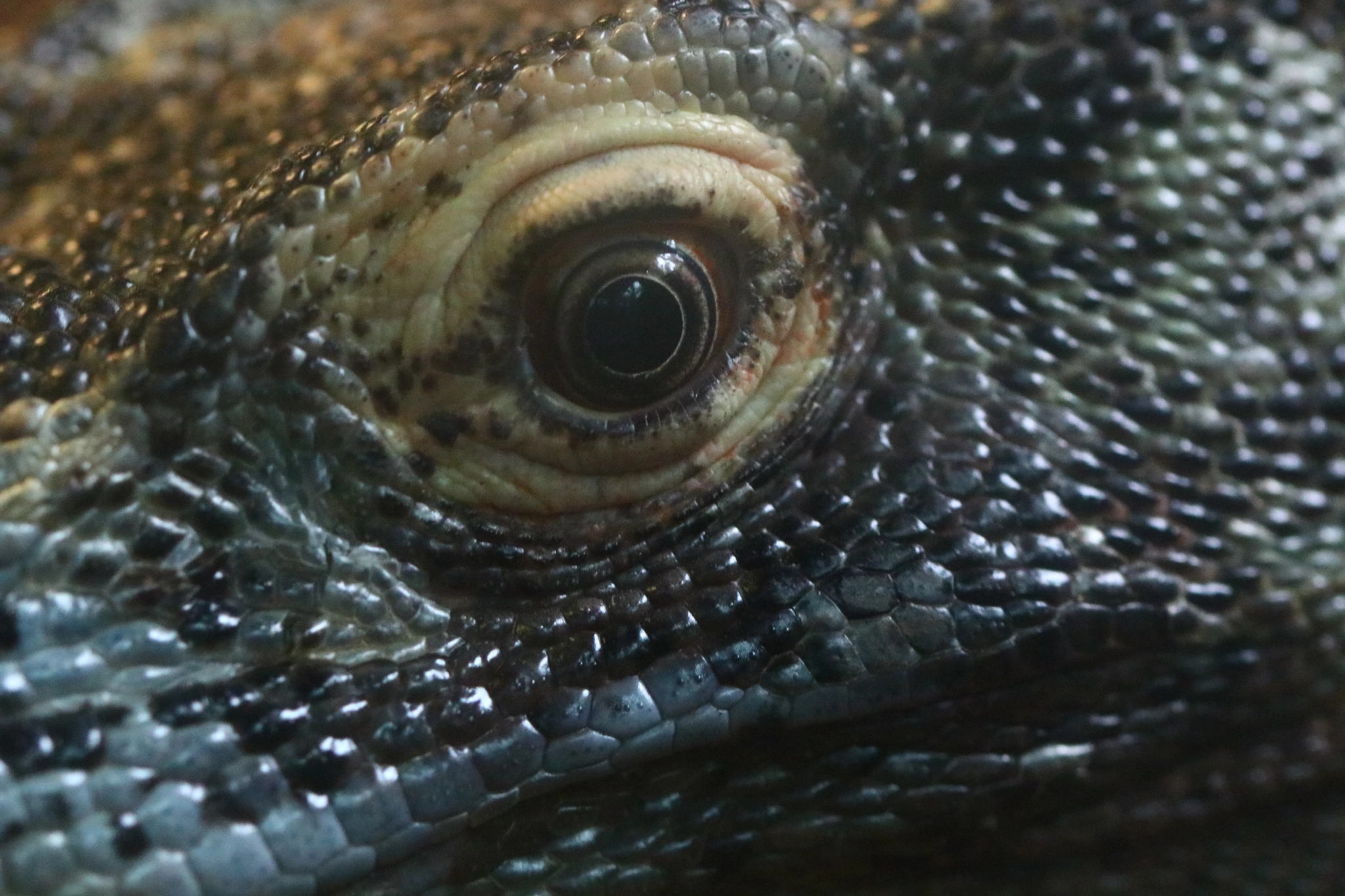 Sigma 105mm F2.8 EX DG OS HSM sample photo. The eye of the dragon photography