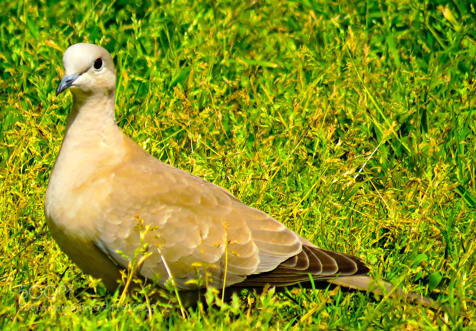 Canon PowerShot SX60 HS sample photo. A dove walking in photography