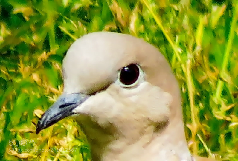 Canon PowerShot SX60 HS sample photo. Dove portrait photography