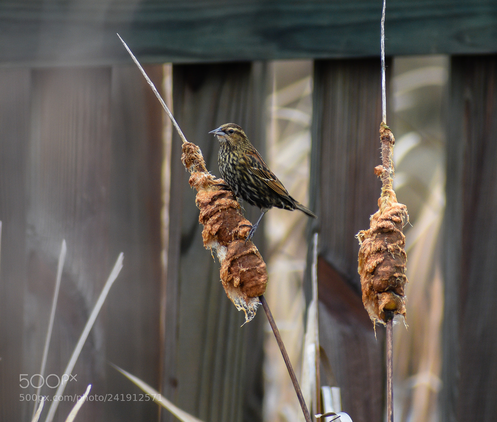 Nikon D3400 sample photo. Female red winged blackbird photography