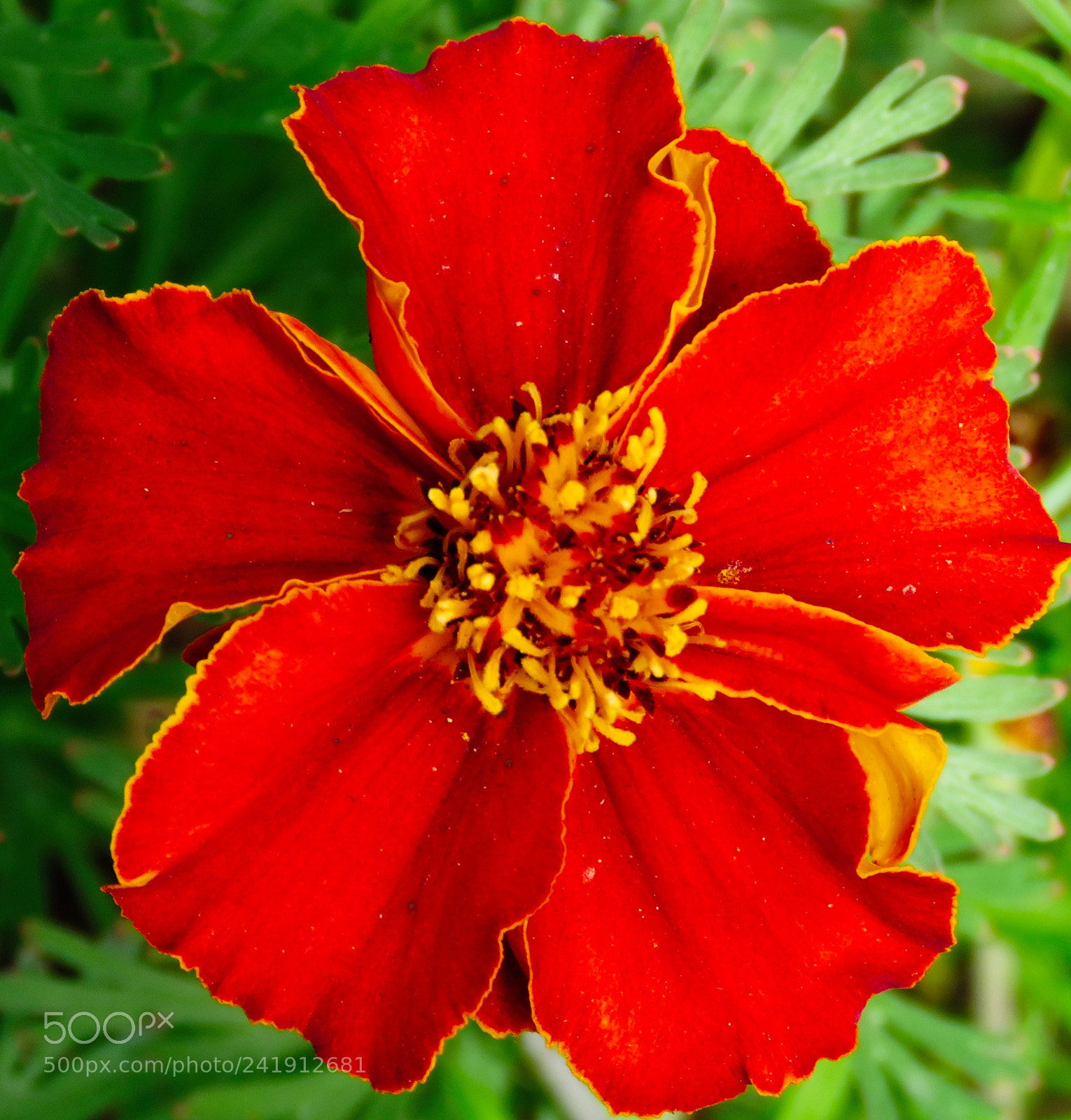 Canon PowerShot SX60 HS sample photo. A red flower in photography