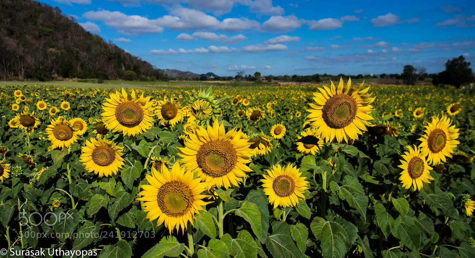 Olympus OM-D E-M5 sample photo. Sun flower photography
