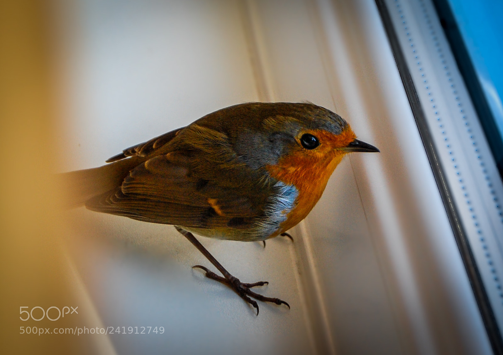 Nikon D40 sample photo. Robin in conservatory photography