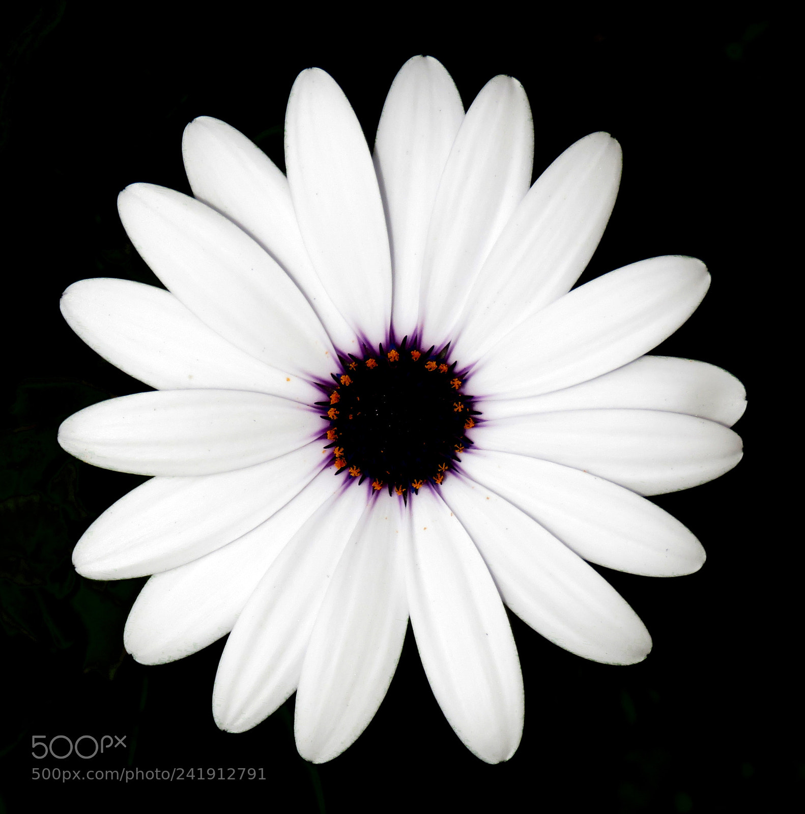 Canon PowerShot SX60 HS sample photo. A white and purple photography