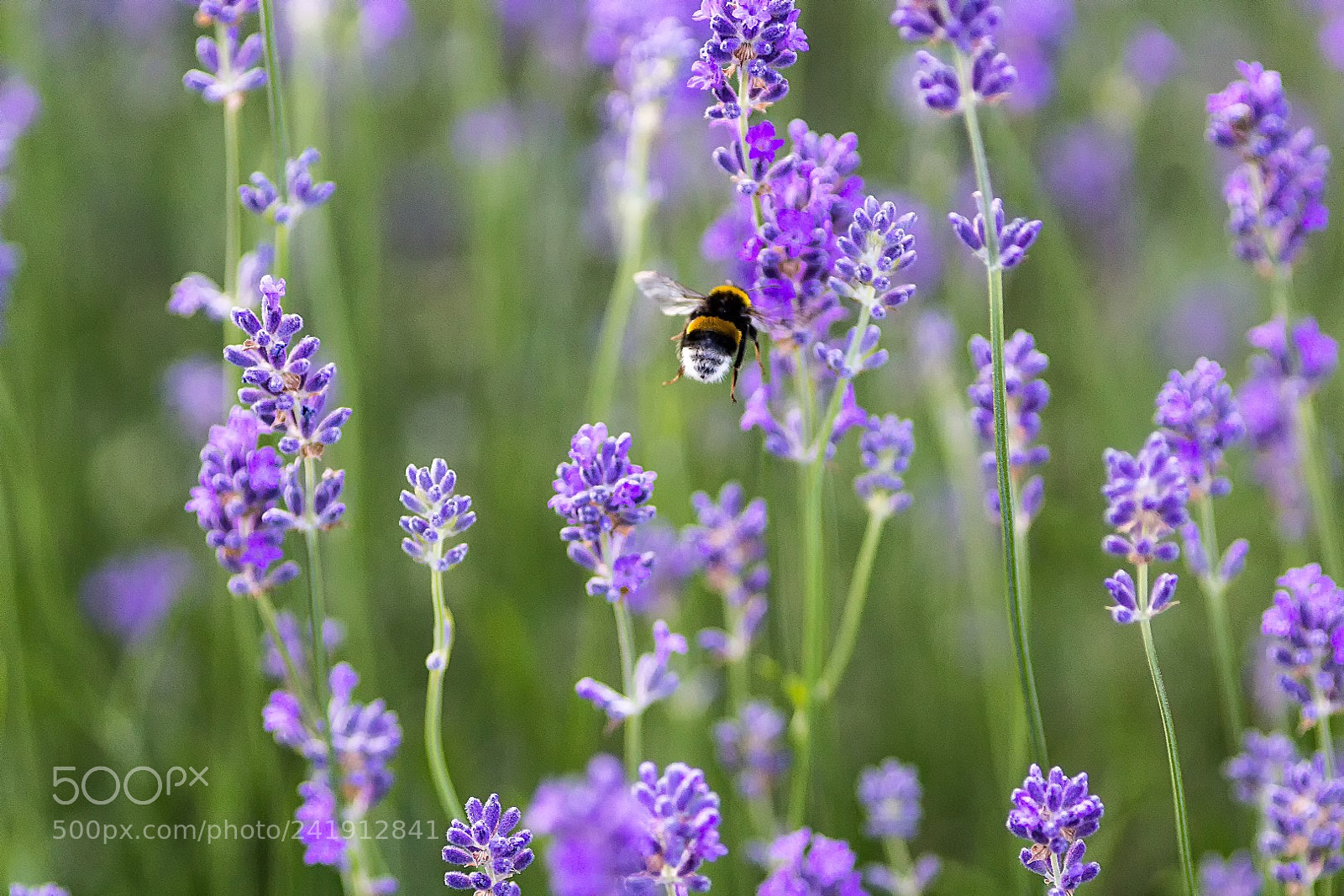 Canon EOS 1200D (EOS Rebel T5 / EOS Kiss X70 / EOS Hi) sample photo. Lavender and bumblebee photography